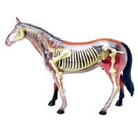 Анатомическая модель "Лошадь", 26 элементов #1