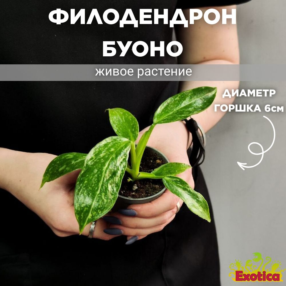 Филодендрон Джози Буоно (Philodendron Jose Buono) D6см #1