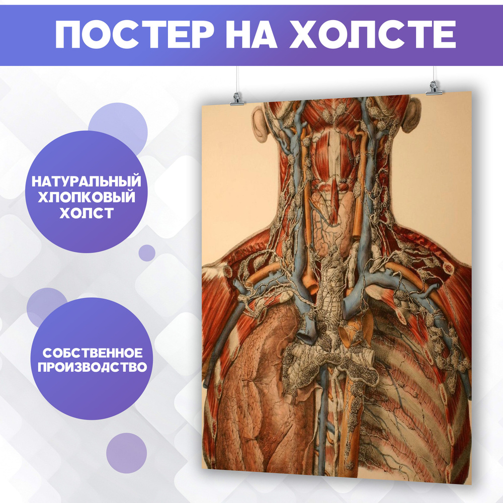 Постер на холсте - Анатомия человека медицина горло и гортань 30х40 см  #1