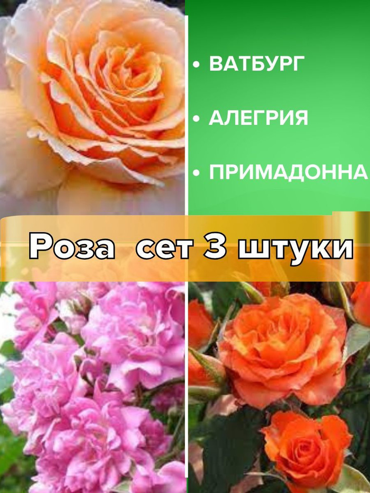 Розы саженцы, сет 3 штуки #1