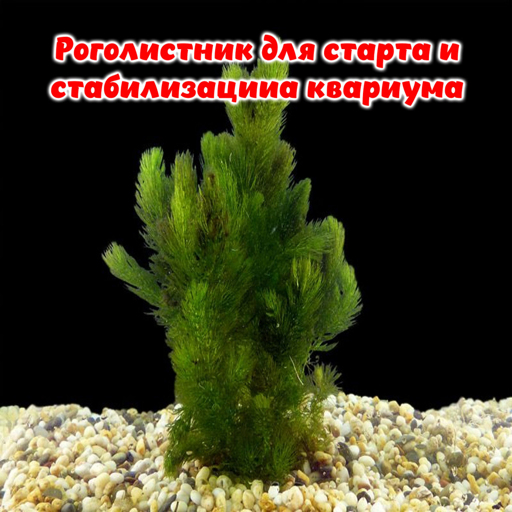 Роголистник для старта и стабилизации аквариума - купить с доставкой по ...