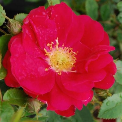 Роза кустовая Генри Келси саженец #1