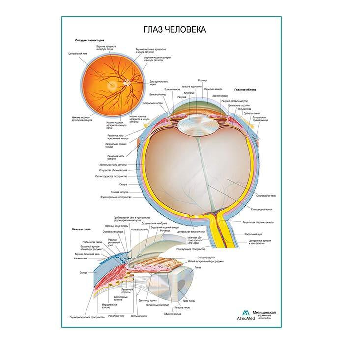 Глаз: строение, камеры, глазное дно (анатомия человека), плакат глянцевый А2+, плотная фотобумага от #1