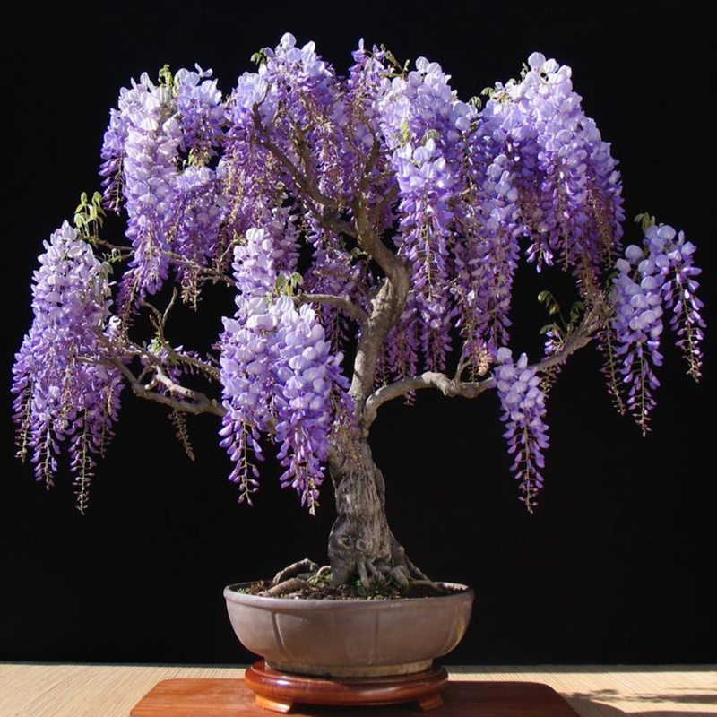 Глициния Лесландия Глициния Китайская Янтай, 5 шт - купить по выгодным ...