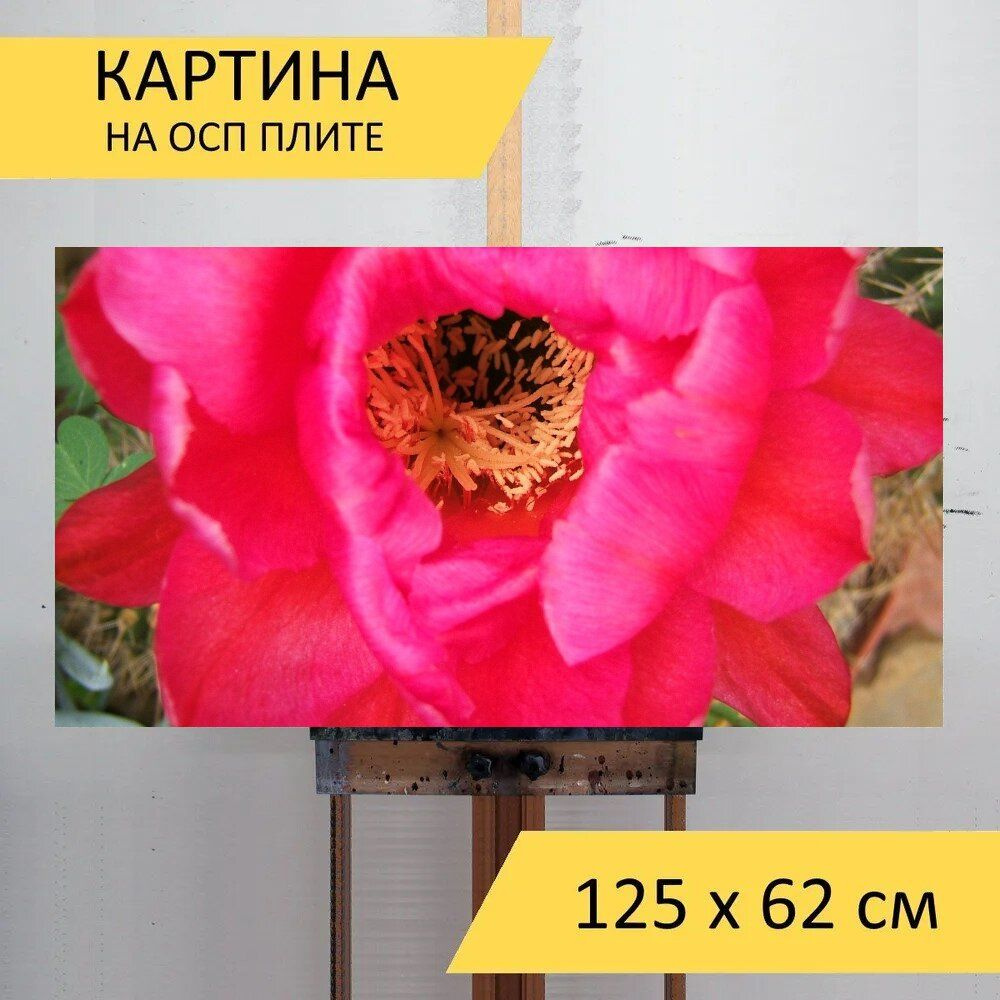 LotsPrints Картина "Трихоцереус, кактус, цветок 09", 125  х 62 см #1