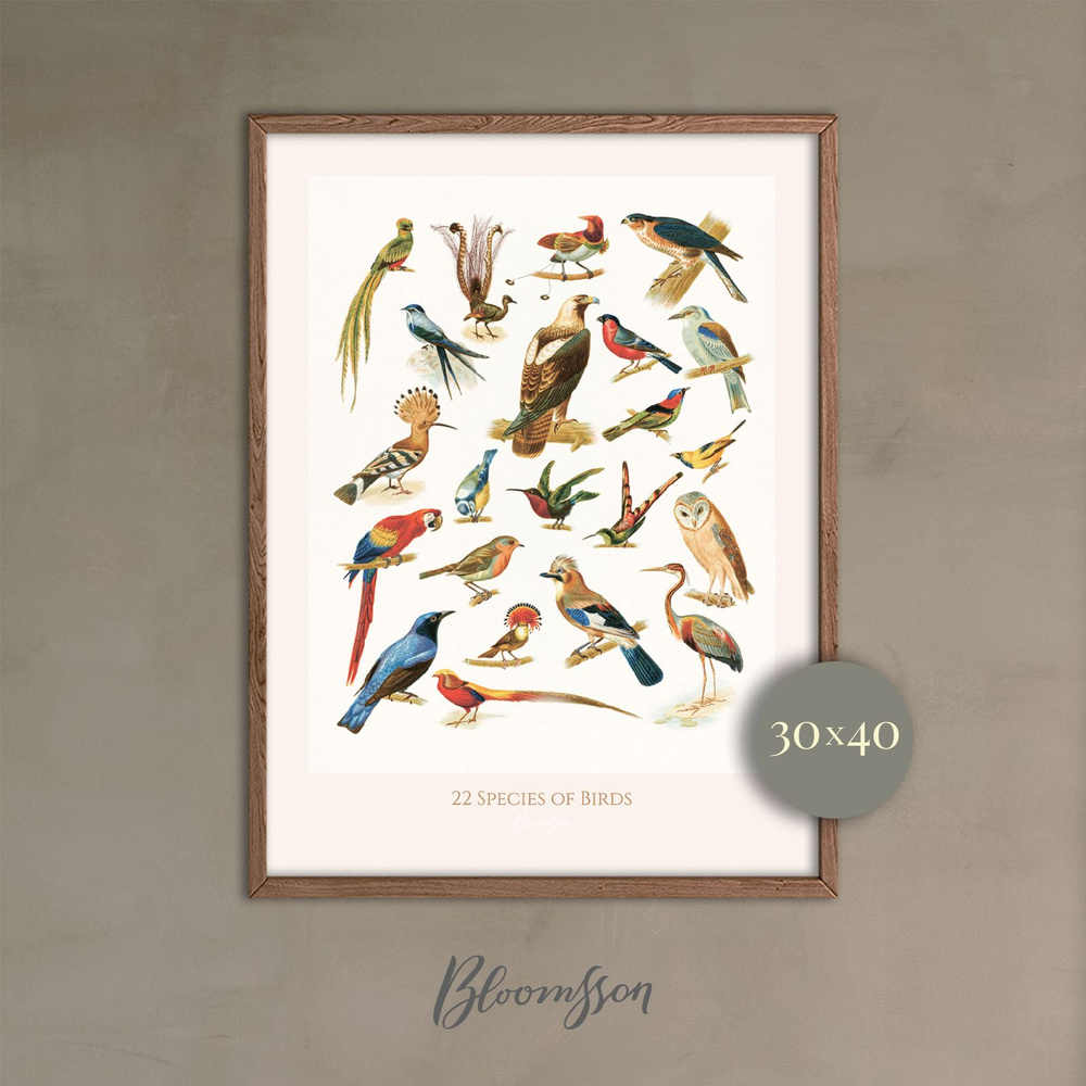 Bloomsson Постер "Орнитологическая ретро иллюстрация 22 вида птиц", 40 см х 30 см  #1