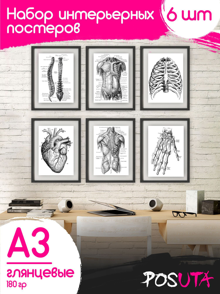 Постеры анатомия человека мышцы Плакаты для медиков #1