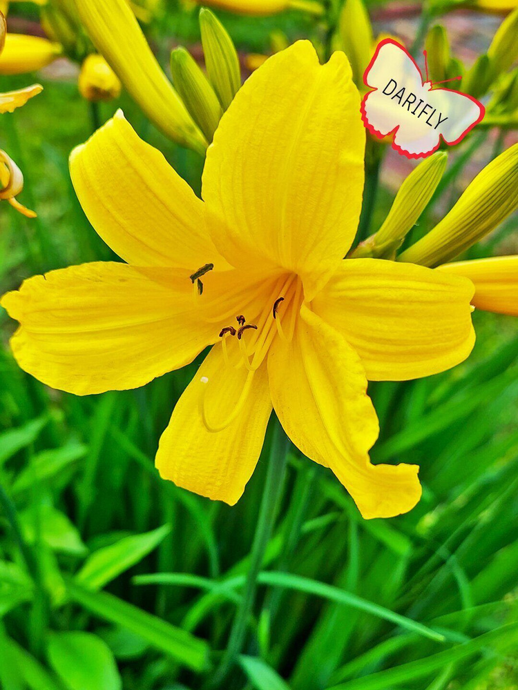 Лилейник жёлтый ранний, саженец, делёнка, ЗКС (0,8 л) - купить с ...