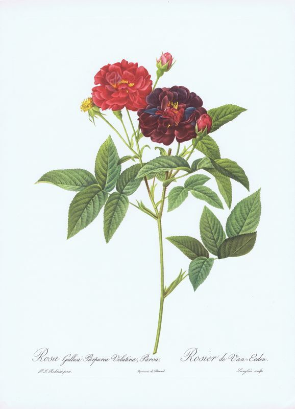 Галльская пурпурная шелковая роза. Пьер-Жозеф Редуте. Антикварная офсетная литография. Англия, 1959 год #1