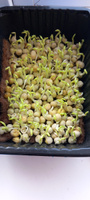 Горох Мадрас семена для проращивания микрозелени 1кг. #2, Арина