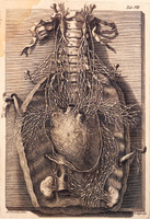 Анатомика. От ужасного до великого: человеческое тело в искусстве | Эбенштейн Джоанна #6, Виталий К.