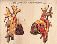 Анатомика. От ужасного до великого: человеческое тело в искусстве | Эбенштейн Джоанна #5, Виталий К.