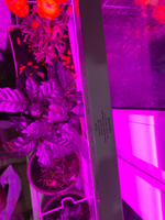 Фитолампа для растений и рассады, фитосветильник, сине-красный спектр (фиолетовое свечение), 16 Вт, 880мм #88, Юля А.