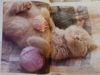 Моя большая книга о кошках и котятах | Куйе Наталья #3, Яна Л.