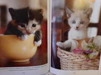 Моя большая книга о кошках и котятах | Куйе Наталья #8, Яна Л.