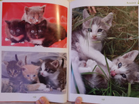 Моя большая книга о кошках и котятах | Куйе Наталья #6, Яна Л.