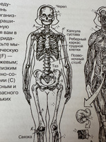 Анатомия человека: атлас-раскраска | Элсон Лоренс М., Кэпит Уинн #2, Ирина Б.