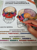 Анатомия человека: атлас-раскраска | Элсон Лоренс М., Кэпит Уинн #1, Ирина Б.