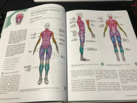 Анатомия для 3D-художников. Курс для разработчиков персонажей компьютерной графики | 3dtotal #3, Ольга Н.