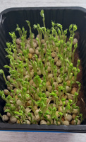 Горох Мадрас семена для проращивания микрозелени 1кг. #4, Арина